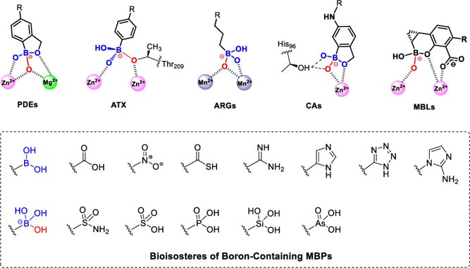 Targeting Metalloenzymes by Boron-Containing Metal-Binding Pharmacophores.
