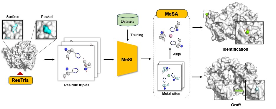 Geometric deep learning-enabled metal-binding site identification and grafting.